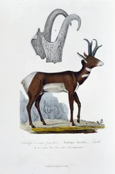 Tavola di storia naturale: Tavola zoologica che rappresenta l