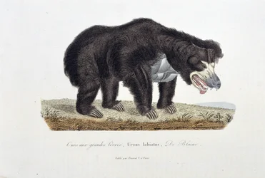 Tavola di storia naturale: Tavola zoologica che raffigura l