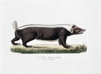 Tavola di Storia Naturale: Tavola zoologica raffigurante il Telagon, Mydaus meliceps secondo Hosfield - in "Opere Complete di Buffon" del naturalista Georges Louis Leclerc, Conte di Buffon (1707 - 1788). Incisione del 1837.