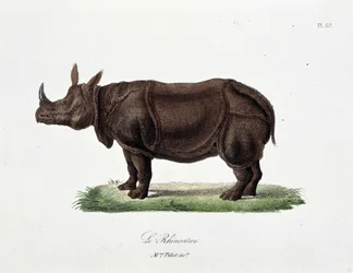 Tavola zoologica rappresentante il Rinoceronte - in "Completes of Buffon" del naturalista Georges Louis Leclerc, Conte di Buffon (1707 - 1788). Incisione del 1837