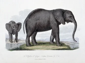Tavola di storia naturale: Tavola zoologica che rappresenta l