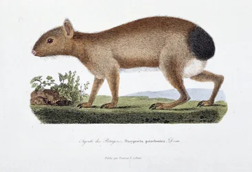 Tavola di Storia Naturale: Tavola zoologica che rappresenta l