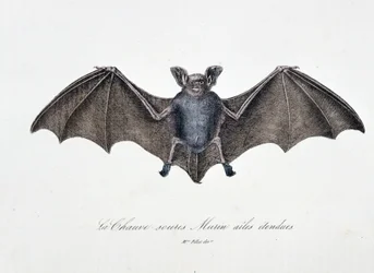 Tavola di Storia Naturale: Tavola zoologica rappresentante il Pipistrello Murin ad ali spiegate - in "Opere complete di Buffon" del naturalista Georges Louis Leclerc, Conte di Buffon (1707 - 1788). Incisione del 1837.