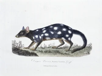 Tavola di Storia Naturale: Tavola zoologica rappresentante il Dasyure Viverrin, Dasyurus Viverrinus - in "Opere Complete di Buffon" del naturalista Georges Louis Leclerc, Conte di Buffon (1707 - 1788). Incisione del 1837.