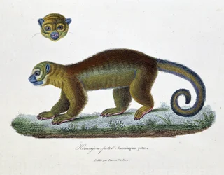 Tavola zoologica rappresentante il Kincajou Potot, Cercoleptes potos - in "Opere complete di Buffon" del naturalista Georges Louis Leclerc, Conte di Buffon (1707 - 1788). Incisione del 1837