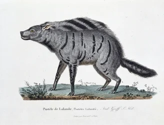 Tavola zoologica rappresentante il Protelo di Lalande, Proteles Lalandii - in "Completely Works of Buffon" del naturalista Georges Louis Leclerc, Conte di Buffon (1707 - 1788). Incisione del 1837