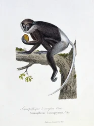Tavola zoologica rappresentante il Semnopiteco dalla groppa bianca, Semnopithecus Leucoprymnus, Otto - in "Completes of Buffon" del naturalista Georges Louis Leclerc, Conte di Buffon (1707 - 1788). Incisione del 1837