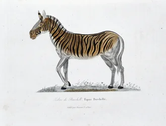 Tavola di Storia Naturale: Tavola zoologica che rappresenta la Zebra di Burchell, Equus Burchellii - in 