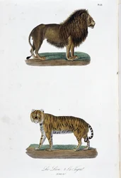 Tavola zoologica che rappresenta il leone e la tigre - in 