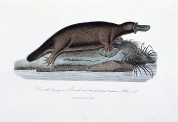 Tavola di storia naturale: Tavola zoologica che rappresenta l