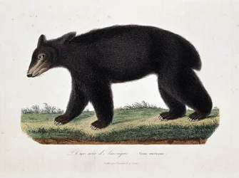 Tavola di storia naturale: Tavola zoologica che rappresenta l