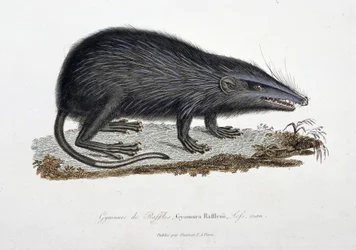 Tavola zoologica raffigurante il Gymnure di Raffles, Gymnura Rafflesii, Lefs, uomo - in "Completes of Buffon" di Georges Louis Leclerc, Conte di Buffon (1707 - 1788). Incisione del 1837