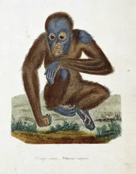 Tavola zoologica raffigurante l