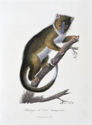 Tavola zoologica raffigurante il Falangista di Cook (Phalangista Cookii) - in "Works of Buffon" del naturalista Georges Louis Leclerc, Conte di Buffon (1707 - 1788). Incisione del 1837