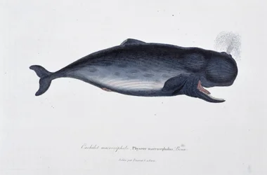 Storia naturale: Carta zoologica che raffigura il capodoglio macrocefalo, Physeter macrocephalus, Bonn - in "Opere di Buffon" del naturalista Georges Louis Leclerc, Conte di Buffon (1707 - 1788). Incisione del 1837