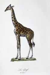 Tavola di Storia Naturale: Tavola zoologica rappresentante la giraffa - in "Opere Complete di Buffon" del naturalista Georges Louis Leclerc, Conte di Buffon (1707 - 1788). Incisione del 1837.