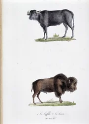 Tavola zoologica rappresentante 1. Il Bufalo e 2. Il Bisonte - in "Opere complete di Buffon" del naturalista Georges Louis Leclerc, Conte di Buffon (1707 - 1788). Incisione del 1837