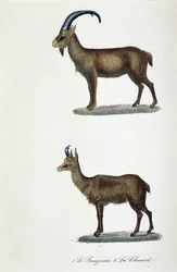 Tavola zoologica rappresentante 1. Lo Stambecco e 2. Il Camoscio - in "Opere complete di Buffon" del naturalista Georges Louis Leclerc, Conte di Buffon (1707 - 1788). Incisione del 1837