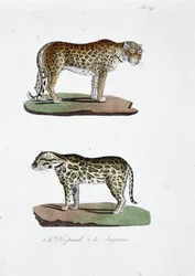 Tavola di storia naturale: Tavola zoologica rappresentante 1. Il Leopardo e 2. Il Giaguaro - in "Opere Complete di Buffon" del naturalista Georges Louis Leclerc, Conte di Buffon (1707 - 1788). Incisione del 1837.