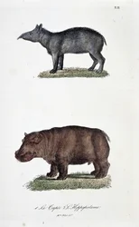 Tavola zoologica rappresentante 1. Il Tapir e 2. L
