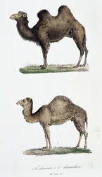 Tavola di storia naturale: Tavola zoologica che rappresenta 1. Il cammello e 2. Il dromedario - in 
