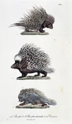 Tavola zoologica rappresentante 1. Il maiale epico, 2. Il maiale epico dell