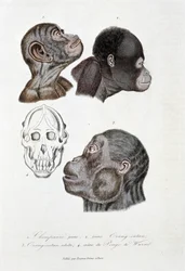 Tavola di storia naturale: Tavola zoologica che rappresenta 1. Giovane scimpanzé; 2. giovane orangutan (orang-utan, orang-outang, orang-utang); 3. orangutan adulto; 4. Cranio del Pongo de Wurmb - in 