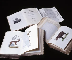 Natura morta delle "Opere complete di Buffon" del naturalista Georges Louis Leclerc, Conte di Buffon (1707 - 1788). Incisione del 1837.