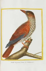 Histoire naturelle. Oiseaux. Planches enluminées