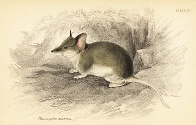 Dunnart comune, Sminthopsis murina