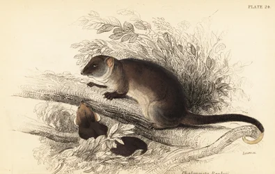 Possum comune dalla coda ad anello, Pseudocheirus peregrinus