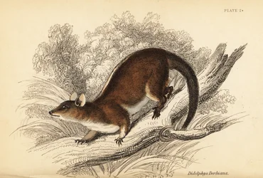 Opossum lanoso di Derby, Caluromys derbianus