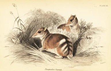Bandicoot orientale a strisce, Perameles gunnii, 1841 (incisione)