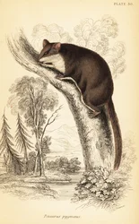 Acrobate pigmeo, Acrobates pygmaeus (incisione)