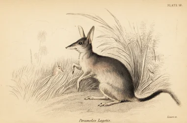 Bilby maggiore, Macrotis lagotis. In pericolo, 1841