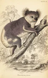 Koala, Phascolarctos cinereus, 1841 (incisione)