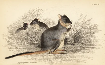 Potoroo dai piedi lunghi, Potorous longipes. Vulnerabile (incisione)