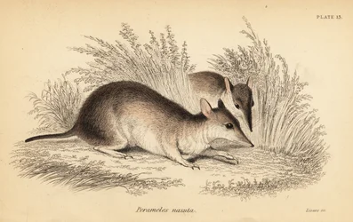 Bandicoot dal naso lungo, Perameles nasuta (incisione)