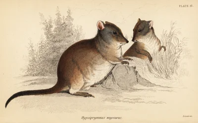Potoroo dal naso lungo, Potorous tridactylus tridactylus