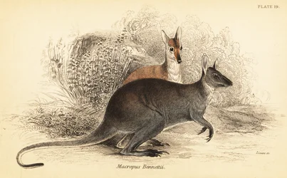 Wallaby dal collo rosso, Macropus rufogriseus (incisione)