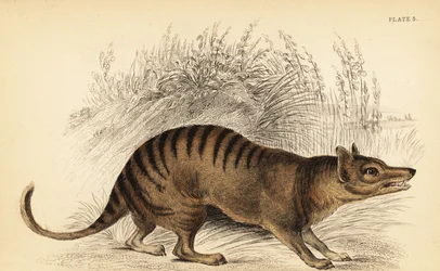 Tigre della Tasmania, Thylacinus cynocephalus. Estinto, 1841