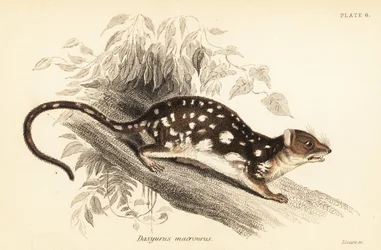 Quoll tigre, Dasyurus maculatus, 1841