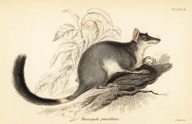 Tuan o wambenger comune, Phascogale tapoatafa, 1841