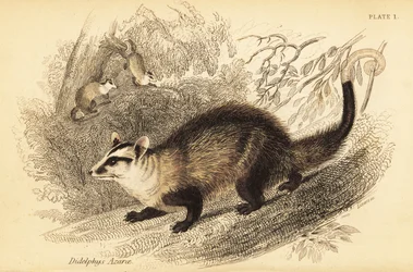 Opossum dalle orecchie bianche, Didelphis albiventris, 1841 (incisione)