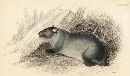 Wombat, Vombatus ursinus (incisione)