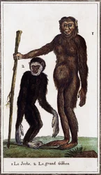 Jocko, scimpanzé o gibbone, illustrazione da Histoire naturelle