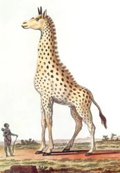 Disegno di una giraffa maschio fantastica