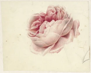 Rosa rossa