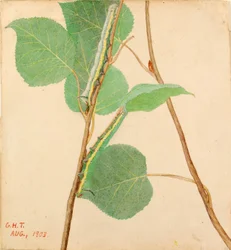 Bruco "Mirror-Back", studio per il libro "Concealing Coloration in the Animal Kingdom".