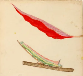 Bruco "Mirror-Back", studio per il libro "Concealing Coloration in the Animal Kingdom".